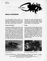 Birch leafminer