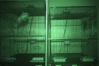 Video 05: Nighttime recording, pine siskins housed individually, spring