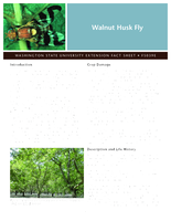 Walnut husk fly