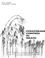 Cheatgrass control in grain