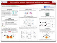 Conversion of antibody fragments to antibody-like reagents
