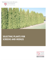 Selecting plants for screens and hedges