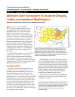 Western corn rootworm in eastern Oregon, Idaho, and eastern Washington