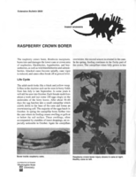Insect answers: Raspberry crown borer