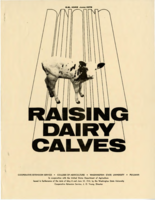 Raising dairy calves