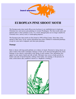 European Pine Shoot Moth