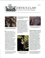 Devil's-claw (Porboscidea [sic] louisianica (Mill.) Thellung