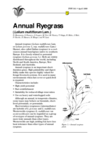 Annual Ryegrass