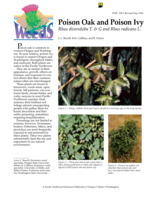 Poison Oak and Poison Ivy