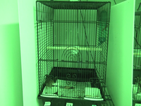 Video 23: Daytime recording, pine siskins housed individually, winter