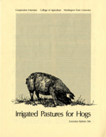 Irrigated pastures for hogs