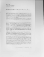 Grasshoppers on snow in the Wallowa Mountains, Oregon