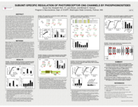 Subunit-specific regulation of photoreceptor CNG channels by phosphoinositides