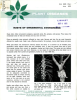 Plant diseases: Rusts of ornamental evergreens