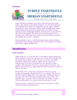 Purple and Iberian Starthistle