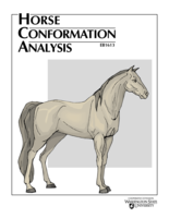 Horse Conformation Analysis