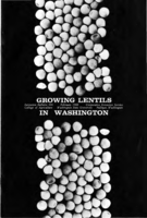 Growing lentils in Washington