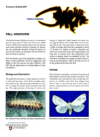 Insect answers: Fall webworm