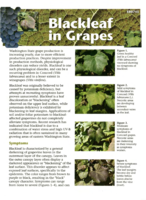 Black leaf in grapes