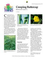 Creeping Buttercup