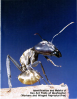 Identification and habits of key ant pests of Washington (workers and winged reproductives)