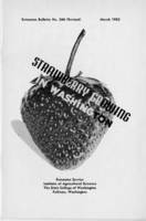 Strawberry growing in Washington