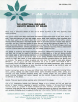 Sclerotinia disease (white mold) of bean