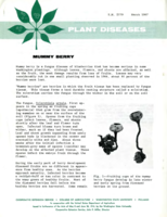 Plant diseases: Mummy berry