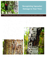 Recognizing sapsucker damage to your trees