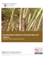 Sclerontinia stem root or white mold of canola