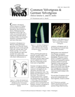 Common Velvetgrass and German Velvetgrass