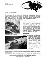 Insect answers: Minute pirate bug