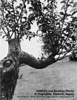 Grafting and budding plants to propagate, topwork, repair