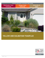 Yellow and dalmation toadflax