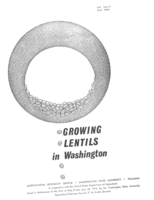 Growing lentils in Washington