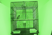 Video 22: Daytime recording, pine siskins housed individually, winter