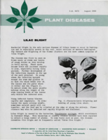 Plant diseases: Lilac blight