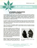 Plant diseases: Sycamore anthracnose (leaf and twig blight)