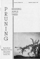 Pruning bearing apple trees