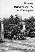 Growing raspberries in Washington