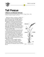 Tall Fescue