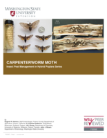 Carpenterworm moth