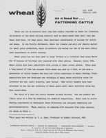 Wheat as a feed for fattening cattle