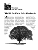 Wildlife on White Oaks Woodlands