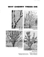 Why cherry trees die