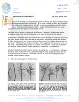 Yards and gardens: Pruning blueberries