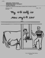 My 4-H calf is now my 4-H cow