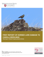 First report of horned lark damage to canola seedings