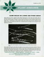Slime molds on lawns and other areas