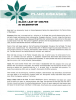 Black leaf of grapes in Washington